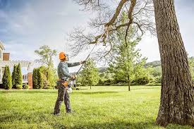 Best Tree Trimming and Pruning  in Silver Springs, NV