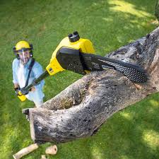 Best Tree Preservation Services  in Silver Springs, NV