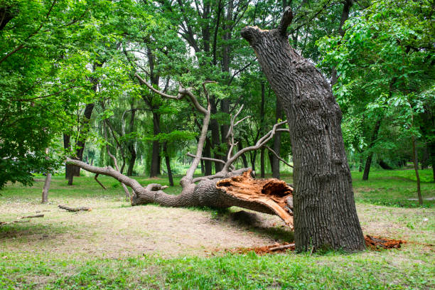 Best Stump Grinding and Removal  in Silver Springs, NV