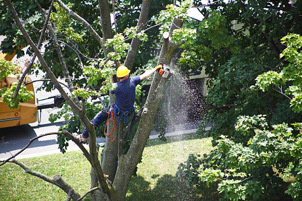 Professional Tree Services in Silver Springs, NV