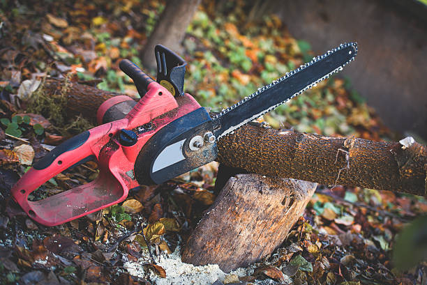 How Our Tree Care Process Works  in  Silver Springs, NV