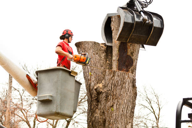 Best Leaf Removal  in Silver Springs, NV