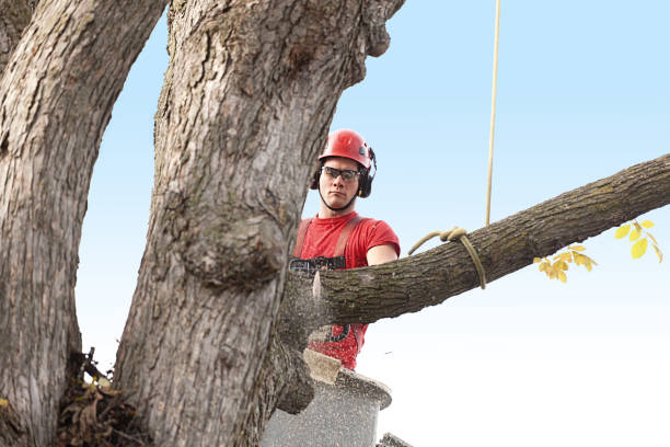 Best Arborist Consultation Services  in Silver Springs, NV